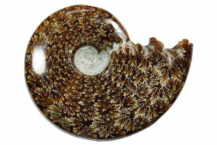 Polished Ammonite (Cleoniceras) Fossil - Madagascar #352362